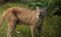 Florida panther Puma concolor coryi blinded by a shotgun